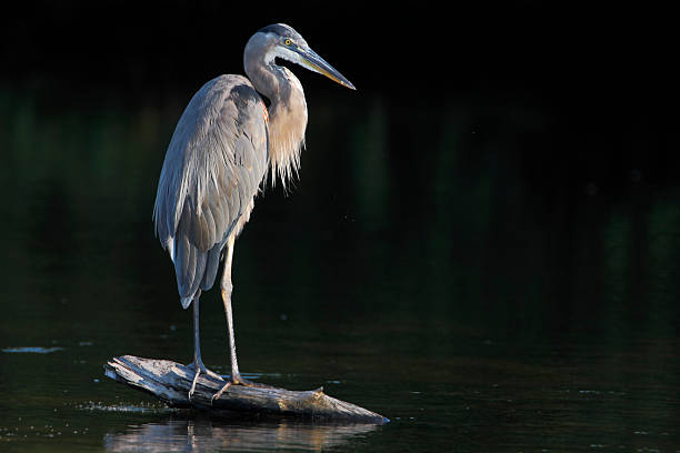 airone blu (ardea herodias), ding darling nwr, florida, usa - freshwater bird animals in the wild feather animal leg foto e immagini stock