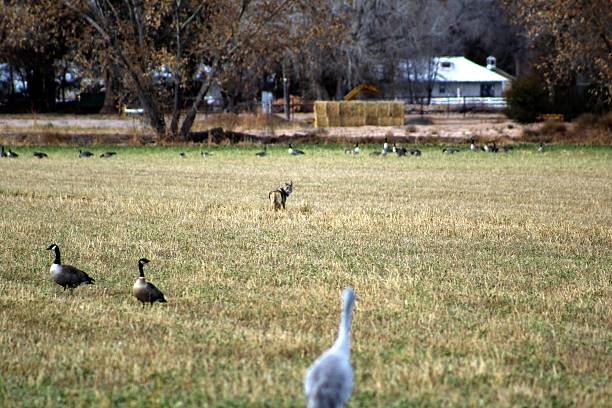 istock Coyote in a field of birds 636134534