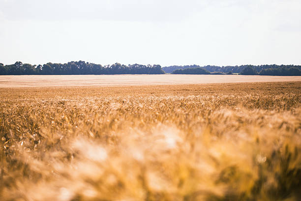 istock Golden barley field and sunny day 636135576