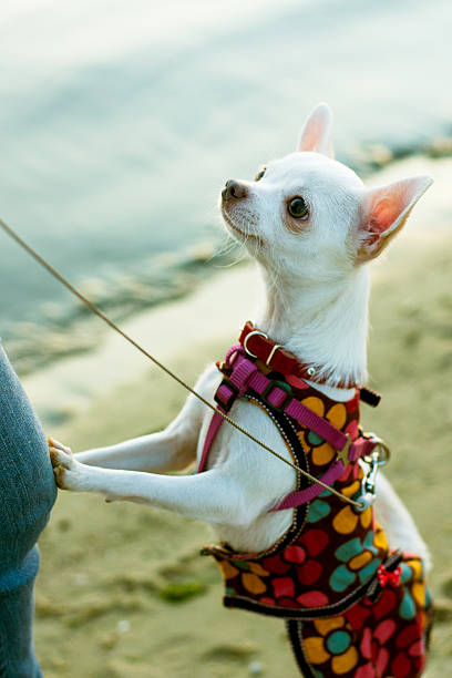 istock Chihuahua dog standing on its hind legs 636135788
