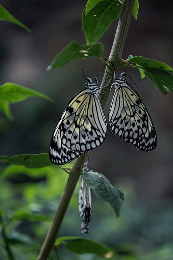 Two butterflies faceing each other on a plant