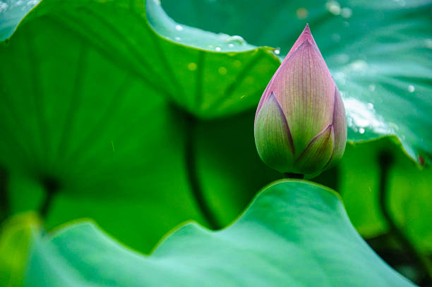 istock Blossoming lotus flower 636137604