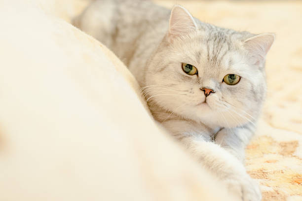 istock Cat British Shorthair breed 636137652