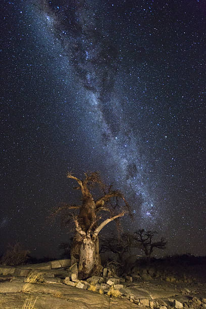 istock The Milkyway and Baobab Trees at Kubu Island 636137734