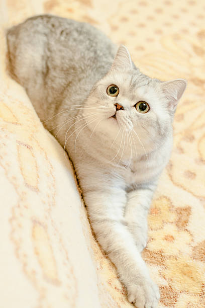 istock Cat British Shorthair breed 636137800