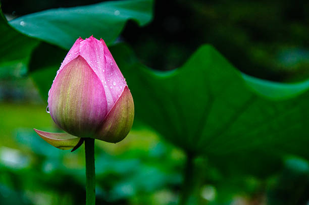 istock Blossoming lotus flower 636137812