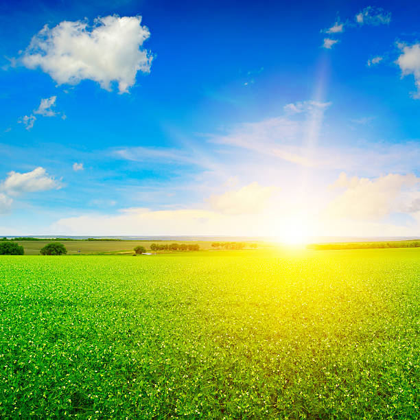 istock beautiful sunrise over field pea 636138074