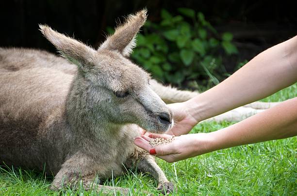 istock Australian wildlife. Australia fauna 636138084