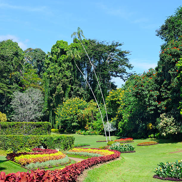 istock magnificent tropical park with flower beds,  and trees 636141074
