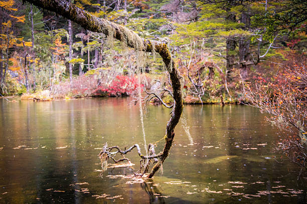 가미코치의 이끼, 묘진 연못, 나가노 - 스톡 이미지 - kamikochi national park 뉴스 사진 이미지