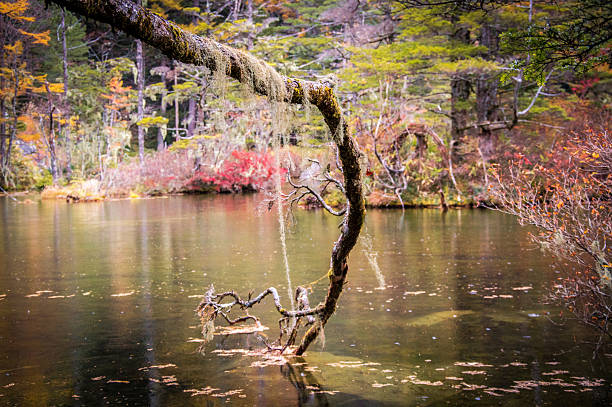 lichen, myojin pond em kamikochi, nagano - imagem de estoque - kamikochi national park - fotografias e filmes do acervo