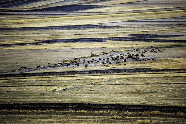 istock Cows grazing on the pastel-colored meadow in autumn time 636145374