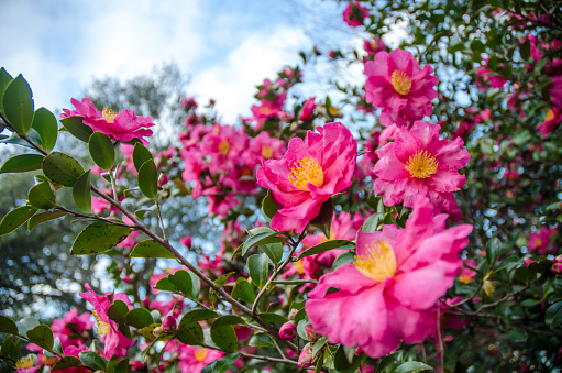 Pink Camellia Trees in Full Bloom early December in South Carolina.