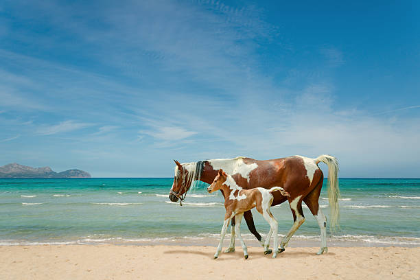 caballos pintos en la playa - yegua y potro recién nacido - foal mare horse newborn animal fotografías e imágenes de stock