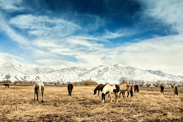 pferde zuchtzwecken in patagonien - prairie farm winter snow stock-fotos und bilder