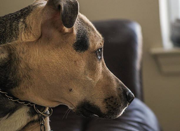istock Man's Best Friend 636151558
