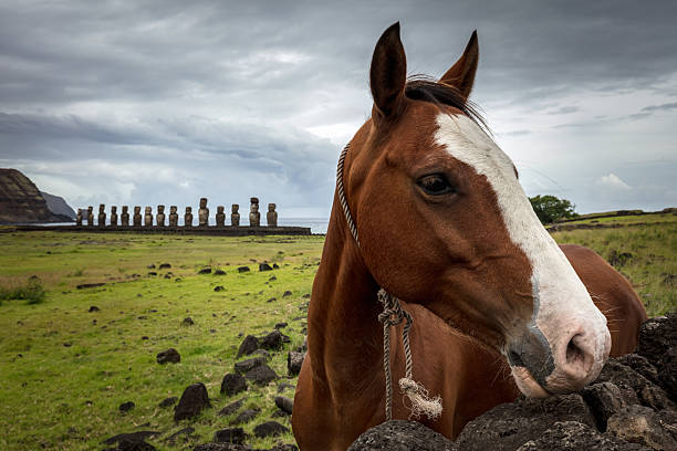 cheval brun ahu tongariki rapa nui moai statues île de pâques - nui photos et images de collection