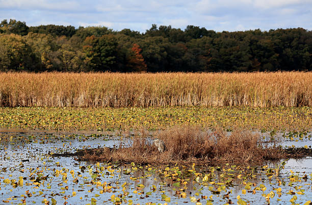 istock Great Blue Heron in a marsh in autumn 636153600