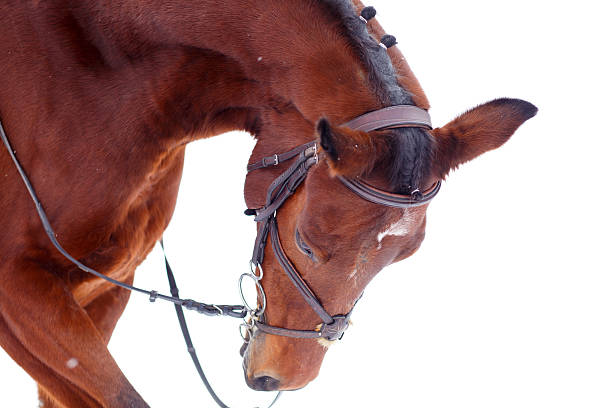 Beautiful bay sport horse portrait in winter