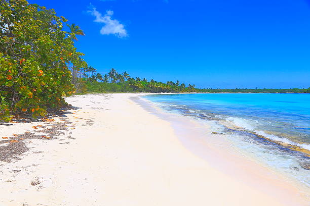 istock Tropical paradise: turquoise sand beach, palm trees and blue sky 636158986