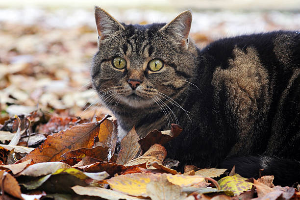 istock Cat in autumn and winter on the hunt 636159386