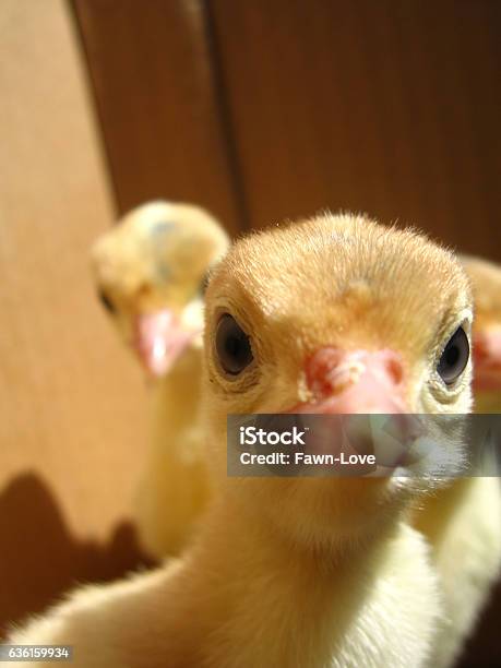Angry Baby Turkey Stock Photo - Download Image Now - Animal Body Part, Animal Eye, Animals In The Wild - iStock Angry Baby Turkey Stock Photo - Download Image Now - Animal Body Part, Animal Eye, Animals In The Wild - iStock
