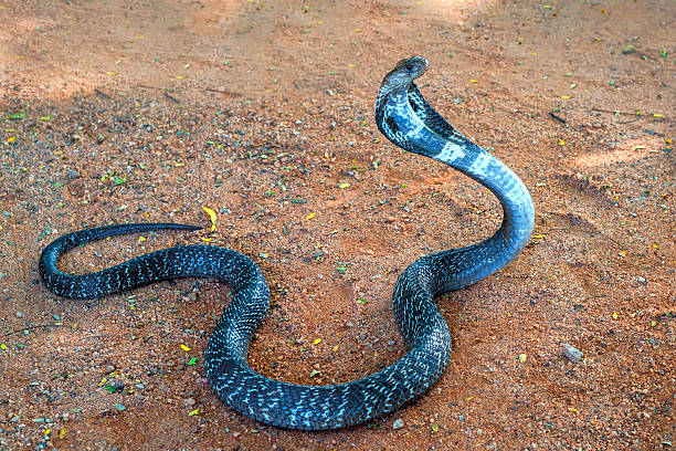 istock Wild Indian cobra on ground 636160088
