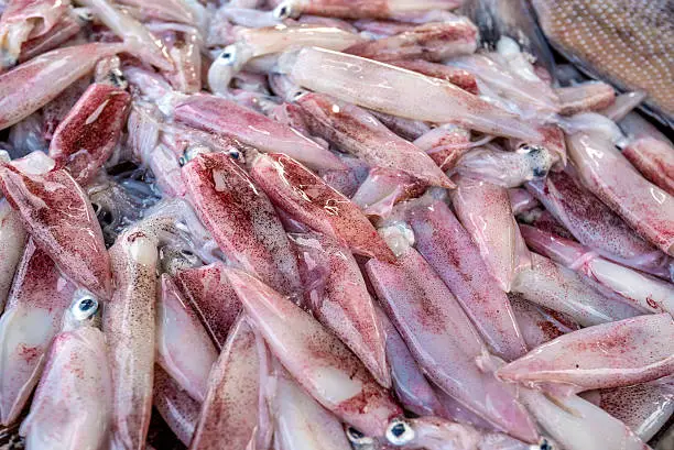 Photo of Fresh squid at fishmarket