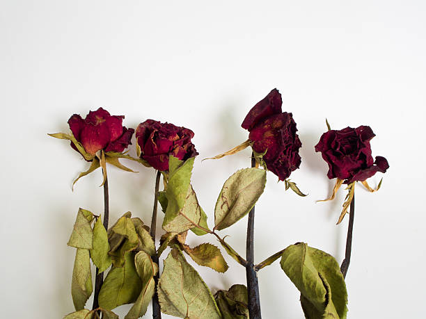 istock Petals and leaf of roses the Haggard 636161352