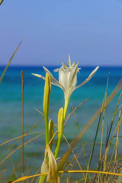 Summer wildflowers.Torre Guaceto Nature Reserve: Pancratium Maritimum, or Sea Daffodil. BRINDISI (Apulia)-ITALY-Mediterranean maquis: a nature sanctuary between the land and the sea.Pancratium maritimum grows on beaches and coastal sand dunes: it is  native to both sides of the Mediterranean region.