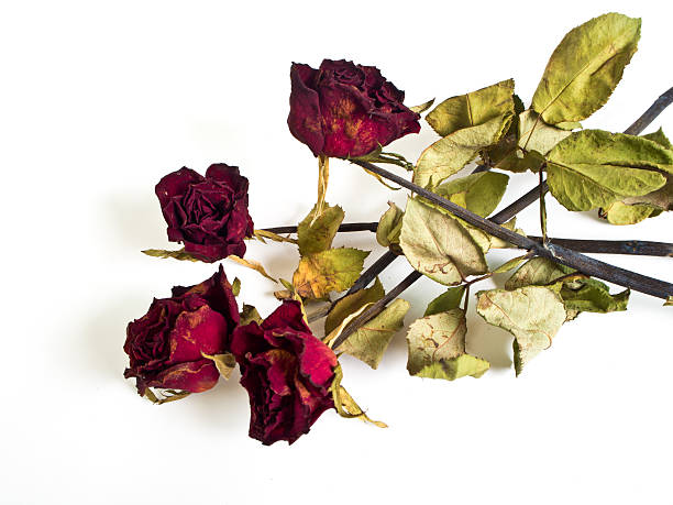 istock Petals and leaf of roses the Haggard 636161512