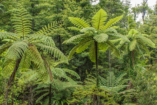 Tree ferns with their feathery fronds arching gracefully upwards from the crown, in a forest in South ISland, New Zealand