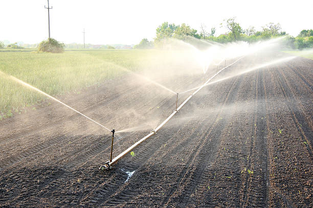 irrigation du terrain - summer cereal plant sunlight sun photos et images de collection