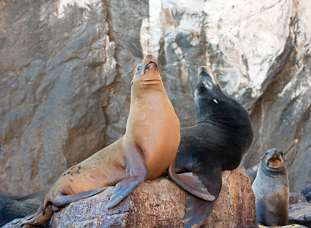 istock Sea Lion pair at Lands End in Cabo San Lucas 636165082