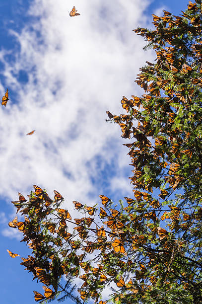 istock Monarch Butterflies on tree branch in blue sky background 636166126