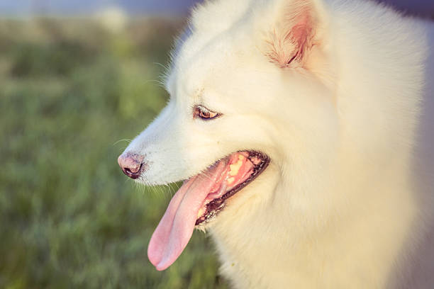 istock Happy pet dogs playing on Grass 636169468