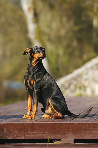 istock German Pinscher dog sitting outdoors at sunny weather 636169486