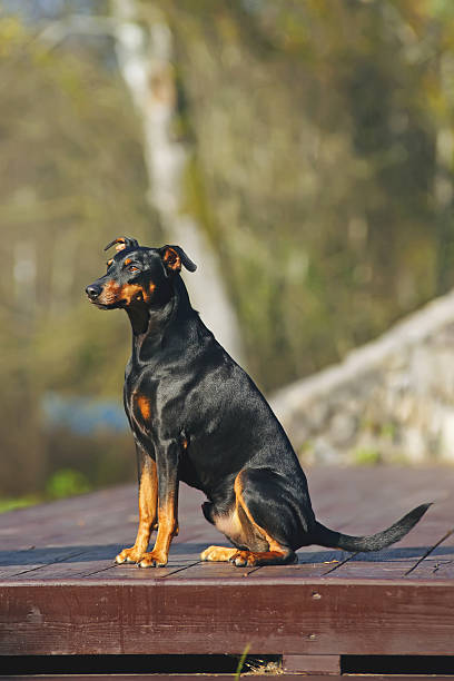 istock German Pinscher dog sitting outdoors at sunny weather 636169504