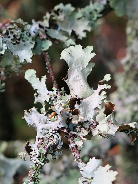 istock Waxpaper Lichen Fungus Growing on Tree Branch, Adirondacks, NY 636169528