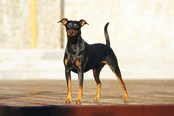 istock German Pinscher dog staying outdoors at sunny weather 636169550