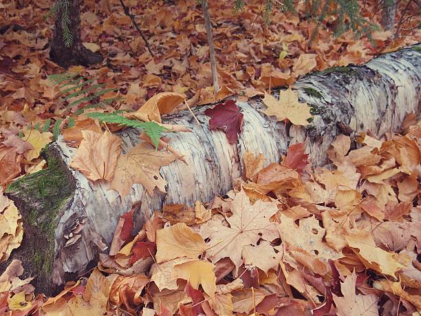 istock Adirondack New York Fall Forest Floor, Birch Tree, Fallen Leaves 636170144