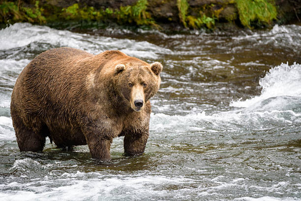 коричневые медведи в дикой природе - katmai national park стоковые фото и изображения