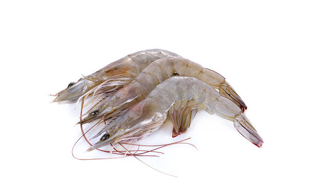 crevettes vannamei fraîches sur fond blanc - prepared shrimp photos et images de collection