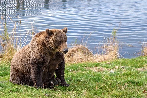 Brown bears in the wild