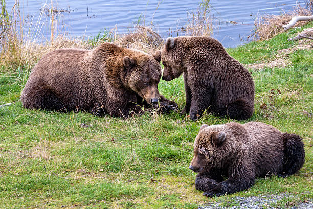 istock Brown bears in the wild 636170880