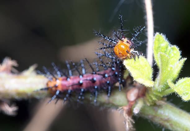 istock Caterpillar on the branch 636171310