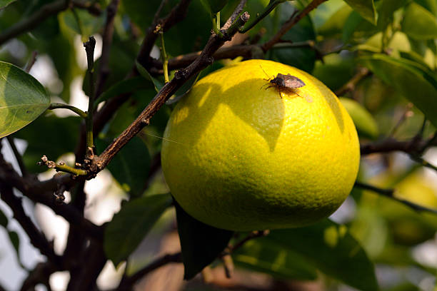The Hassaku orange-Citrus hassaku- has become yellow in Fukuoka city, JAPAN. It is in November.