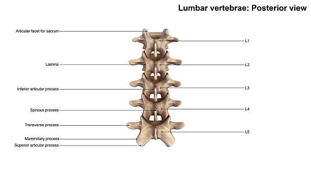 istock Lumbar Vertebrae Posterior view 636171828