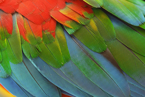 istock Closeup feather  parrots bird colorful blue macaw background. 636172962