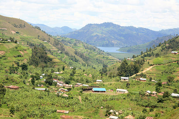 istock Rice Fields in Kisoro District in Uganda - The Pearl 636173938